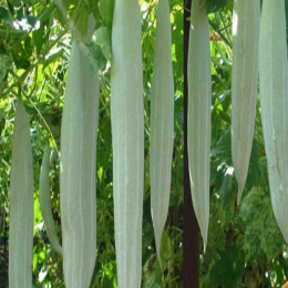 SBJEI-FRESH SNAKE GOURD